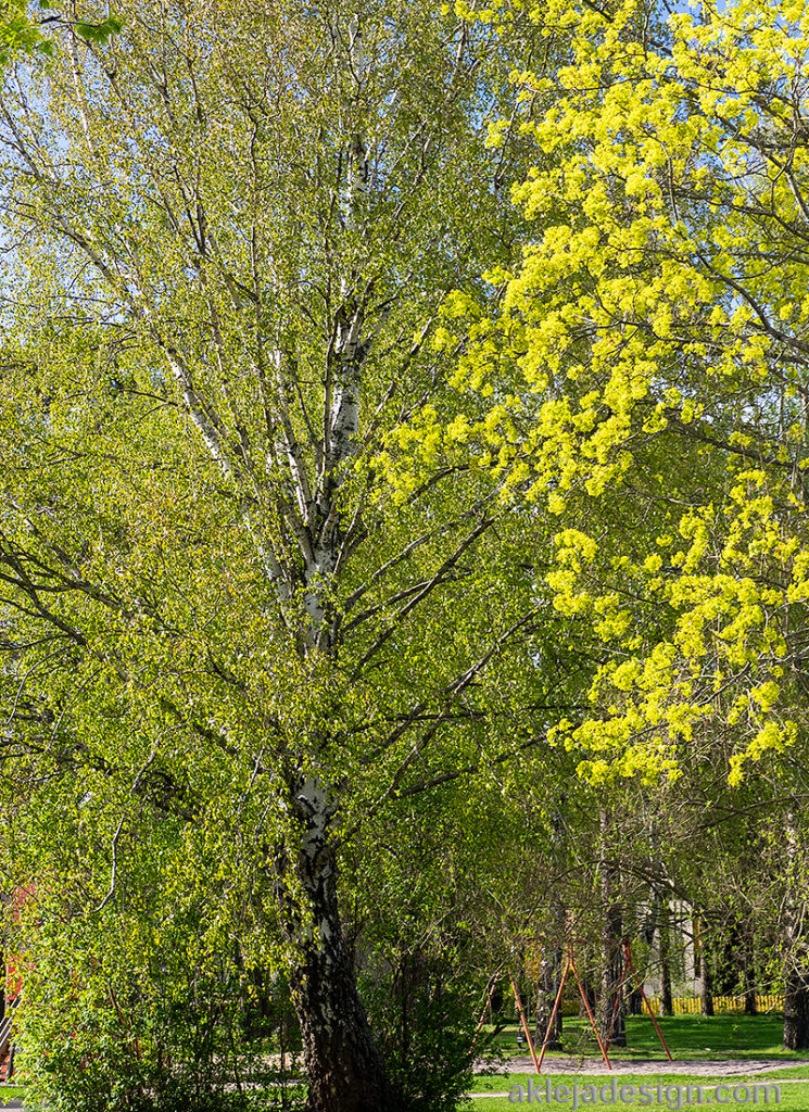 Björkträd.